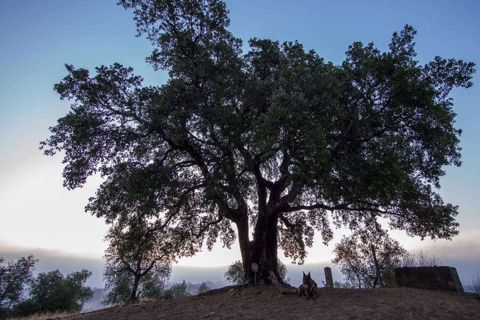 La quercia