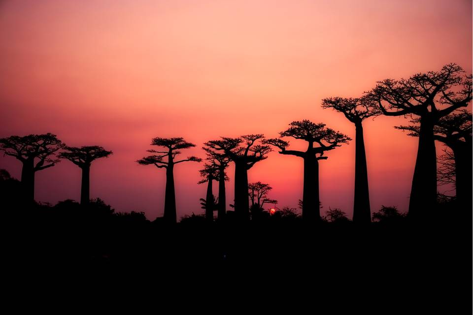 Madagascar | Baobab