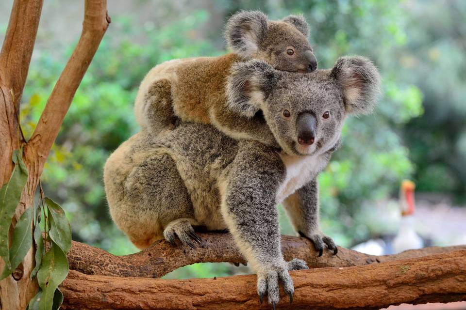 A spasso con i koala…