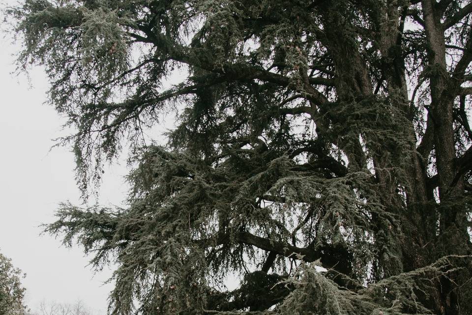 Under the tree