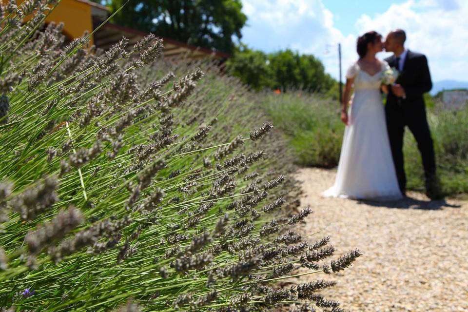 Lavanda