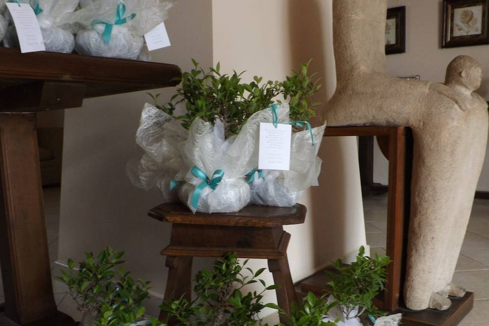 Allestimento bonsai bomboniere