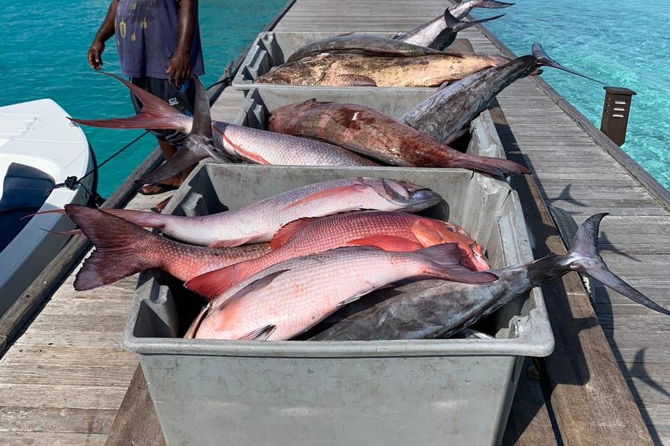 Pesca a Innahura - Maldive