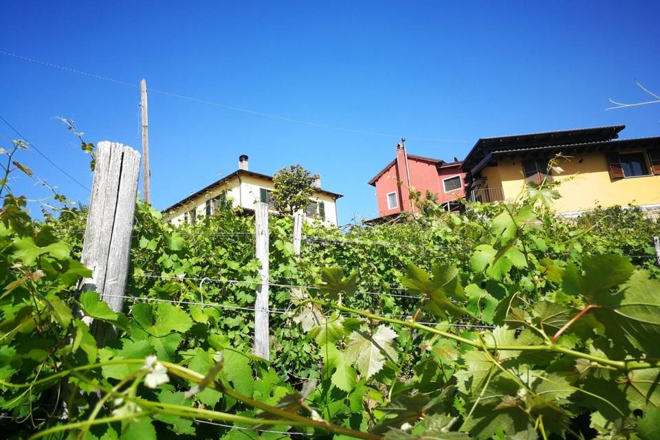 Tenuta MonteOliveto