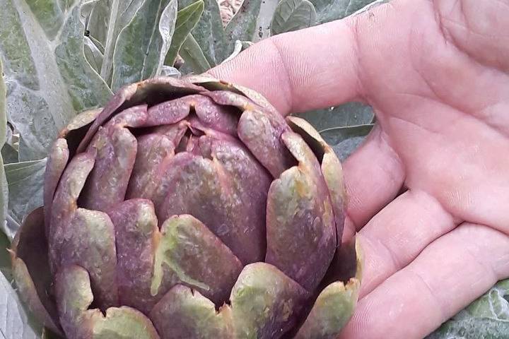 Centrotavola