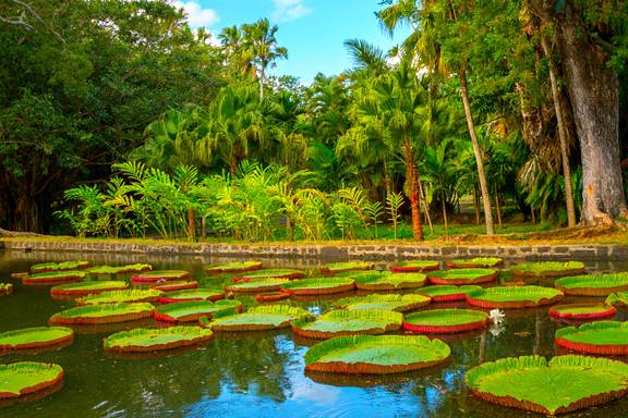 Pamplemousse - Mauritius