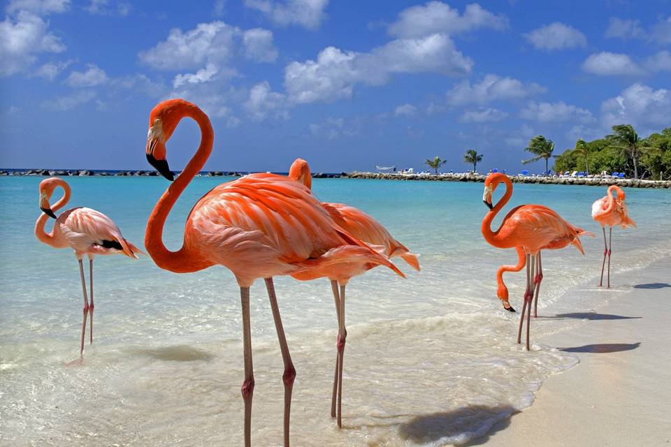 Aruba