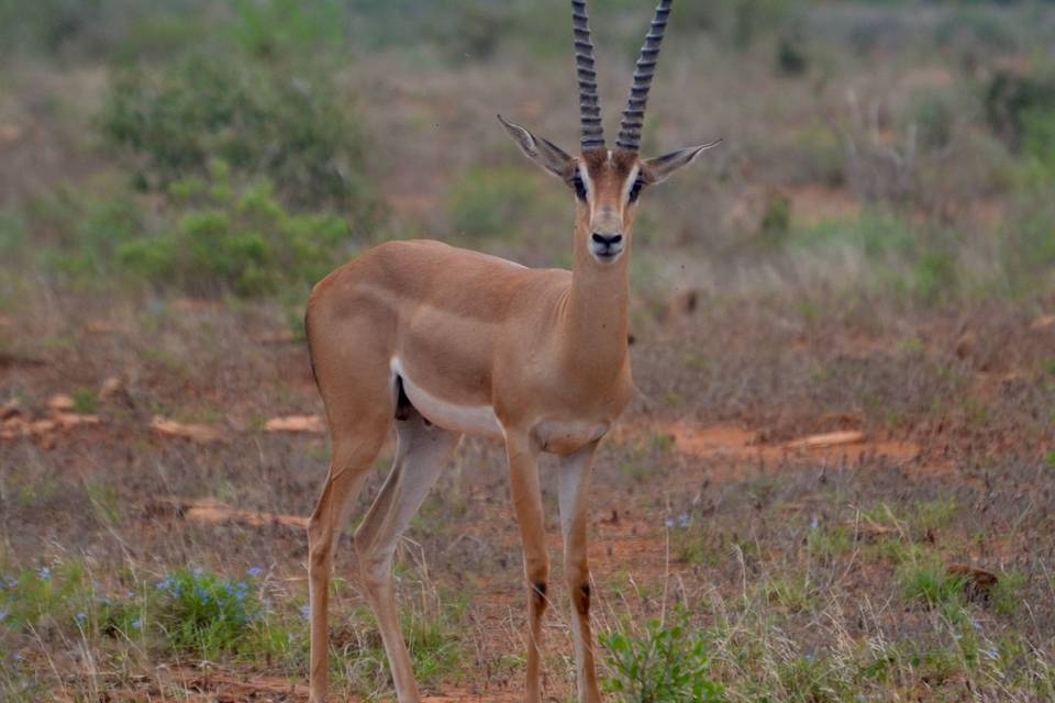 Kenya - Tsavo Est