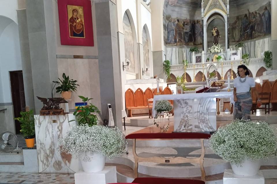 Gypsophila