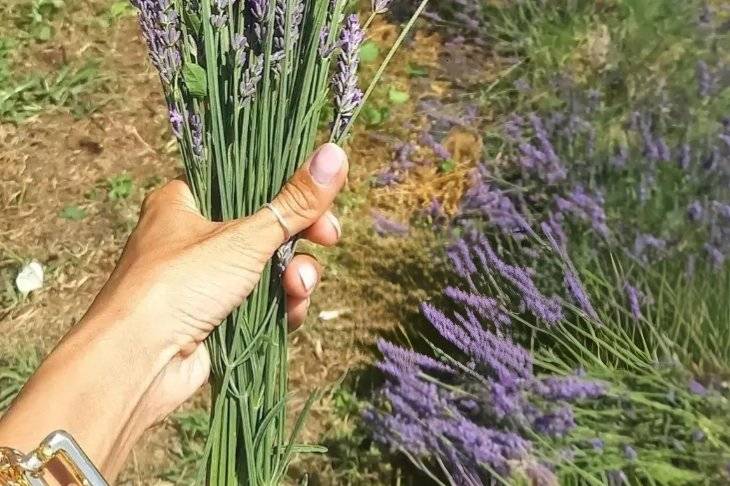 Mazzetto di lavanda