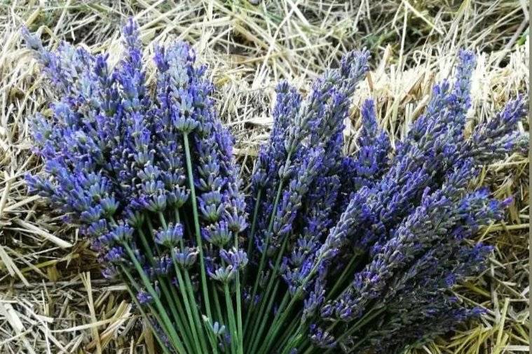 Mazzetto di lavanda