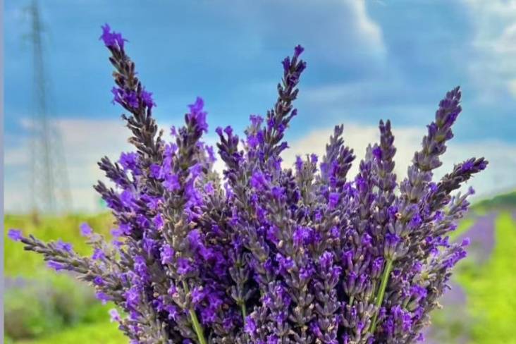 Mazzetto di lavanda