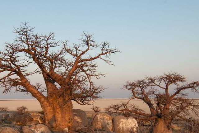 Africa