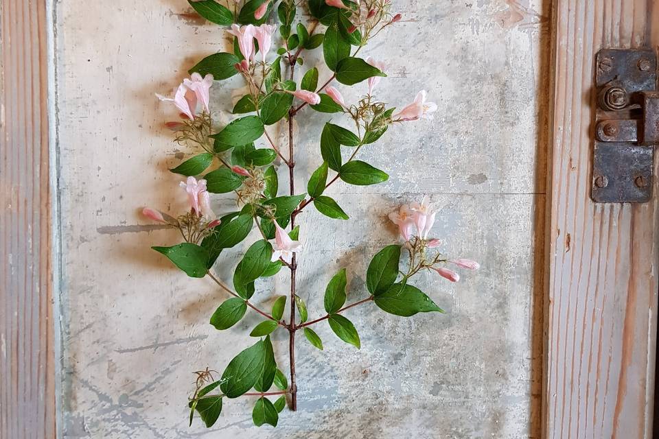 Fiori di campagna