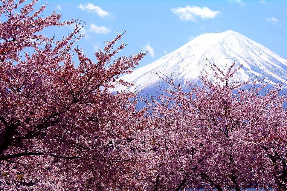 Ciliegi in fiore Giappone