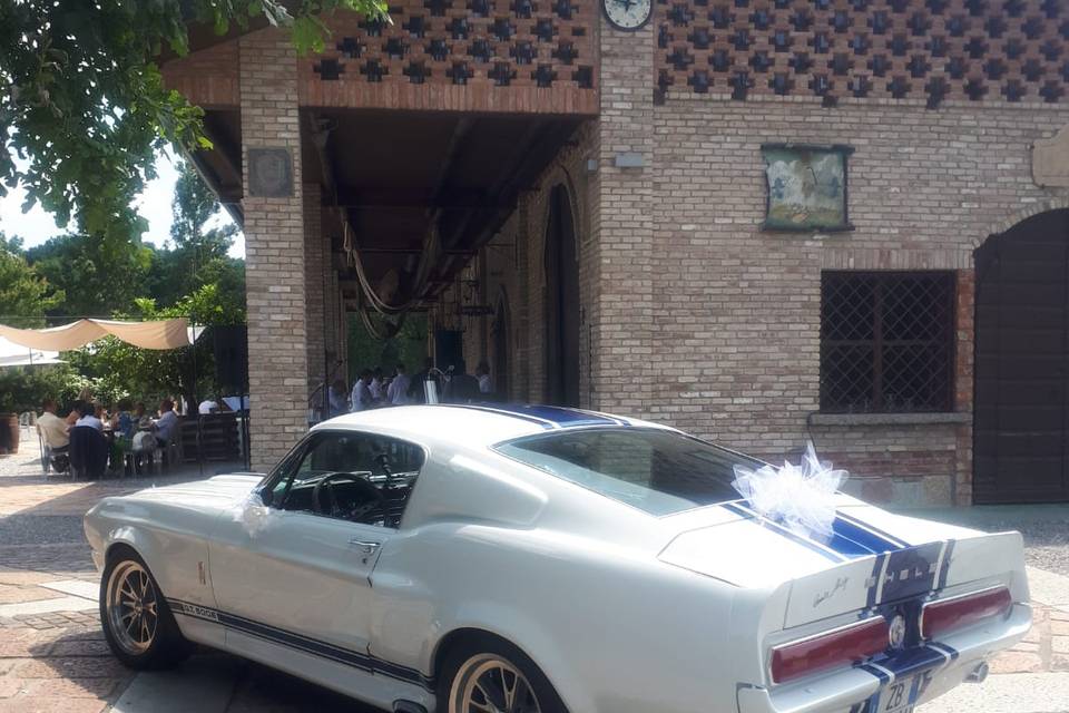 Mustang shelby  1