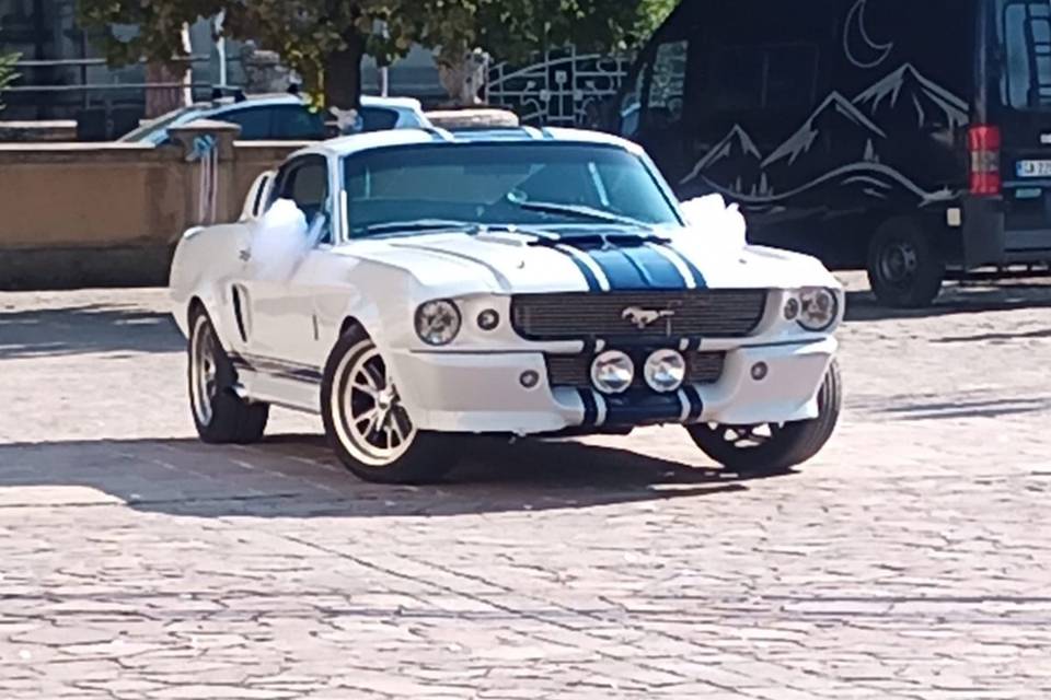 Mustang shelby 5