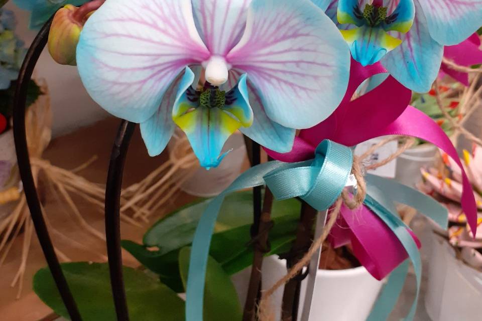 Orchidea color tiffany