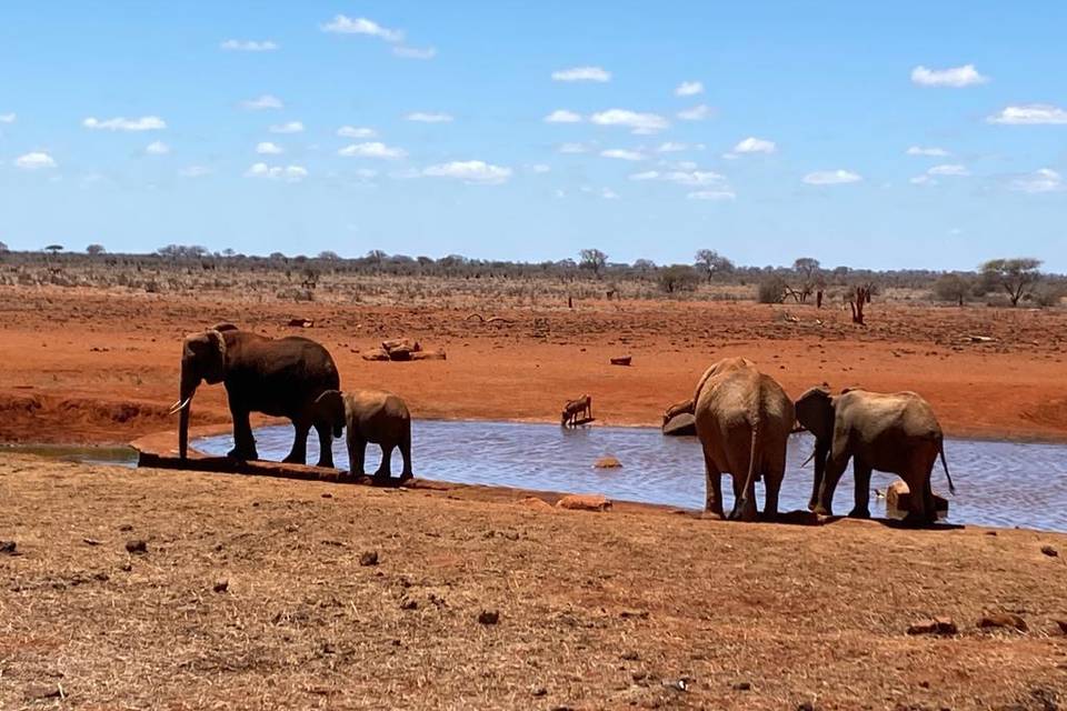 Elefanti e natura d'Africa