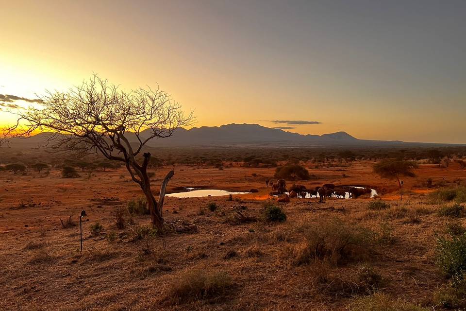 Safari in Kenya