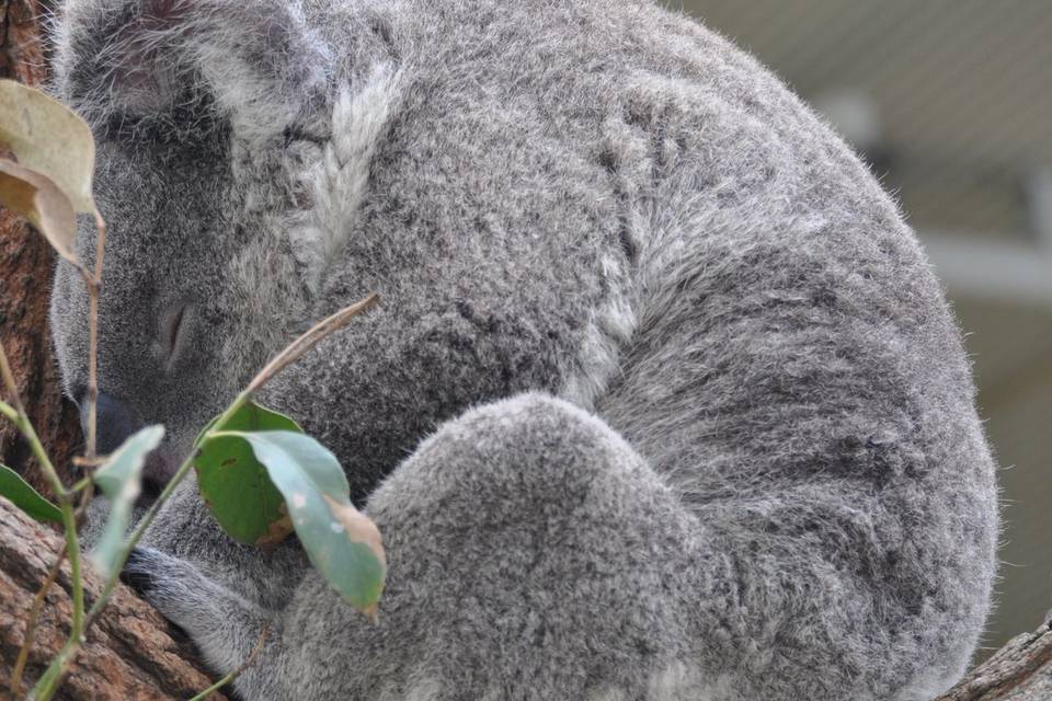 Butterfly - Australia