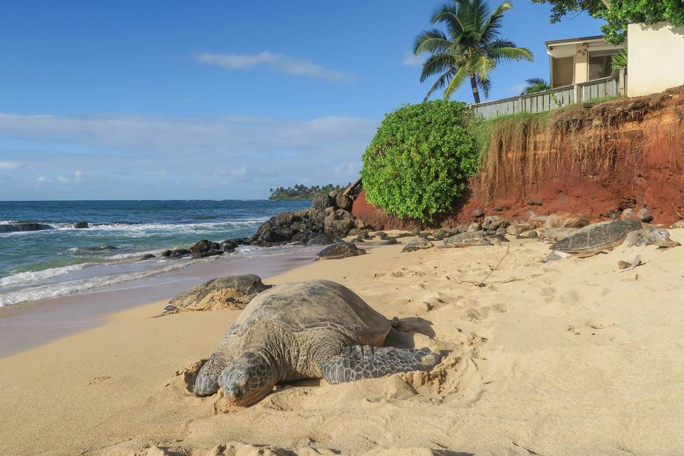 Hawaii