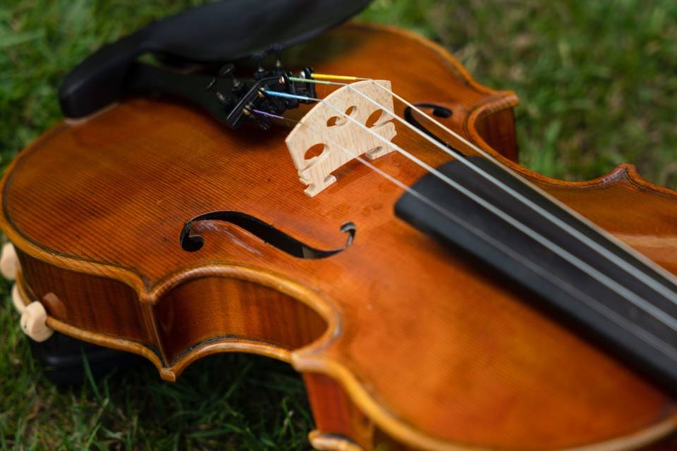 Violino