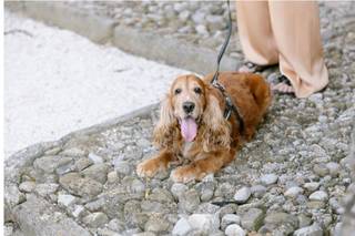 Daniela Wedding Dog Sitter