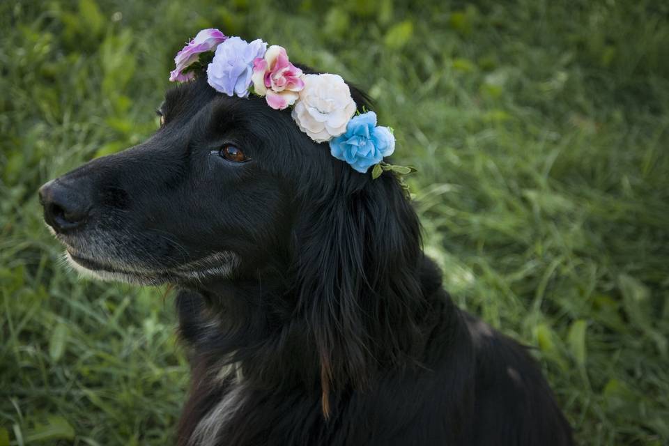 Dog-sitting boho