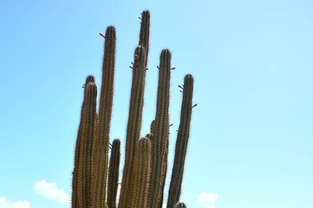 Aruba