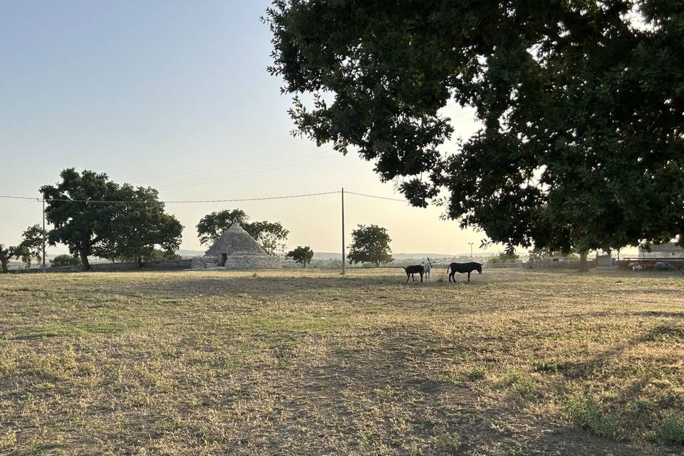 Masseria Cimadomo