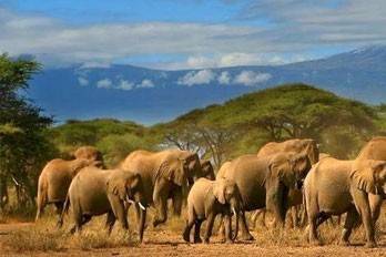 Safari in Kenya