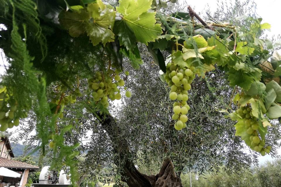 I Fiori di Ornella