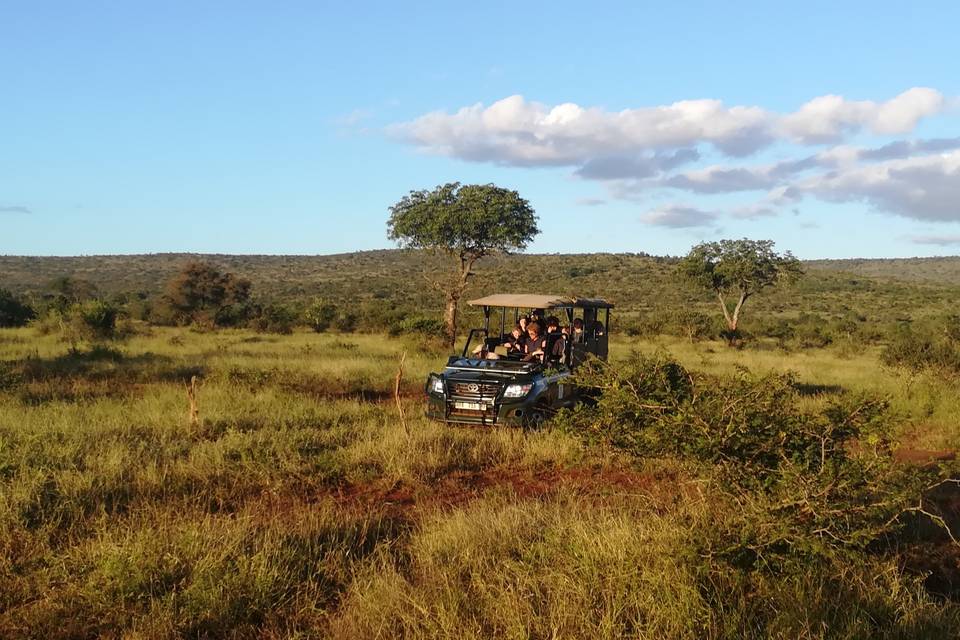 Sud Africa - Safari experience