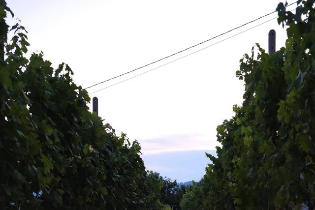 La vigna al tramonto