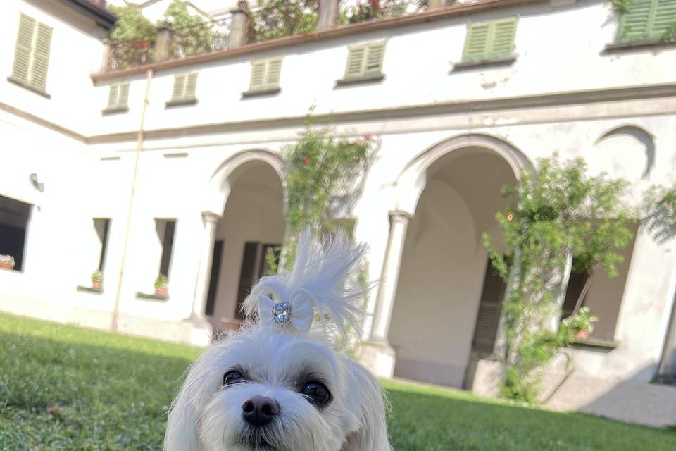 Pollie