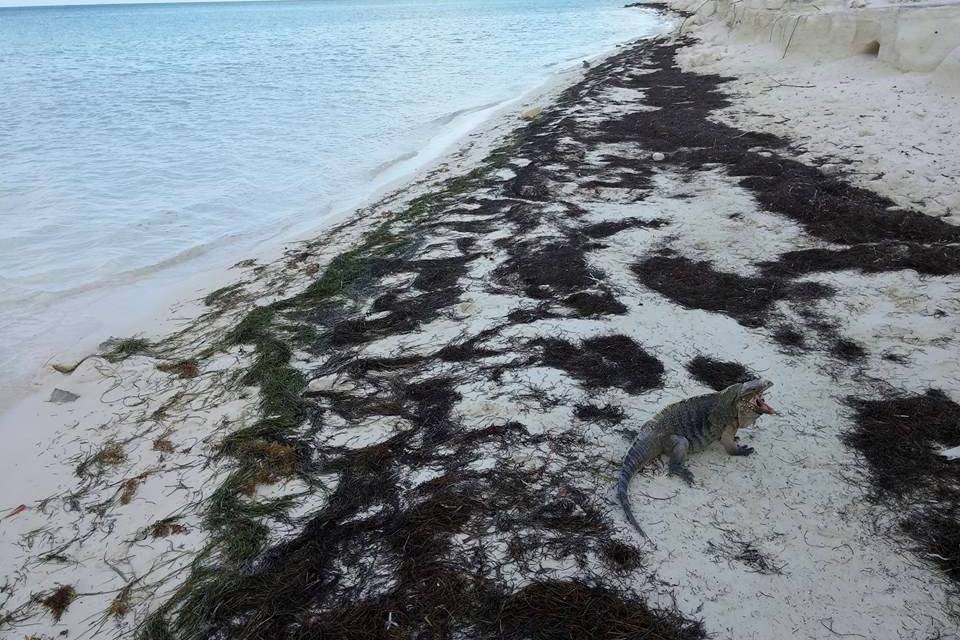 Cayo Iguana