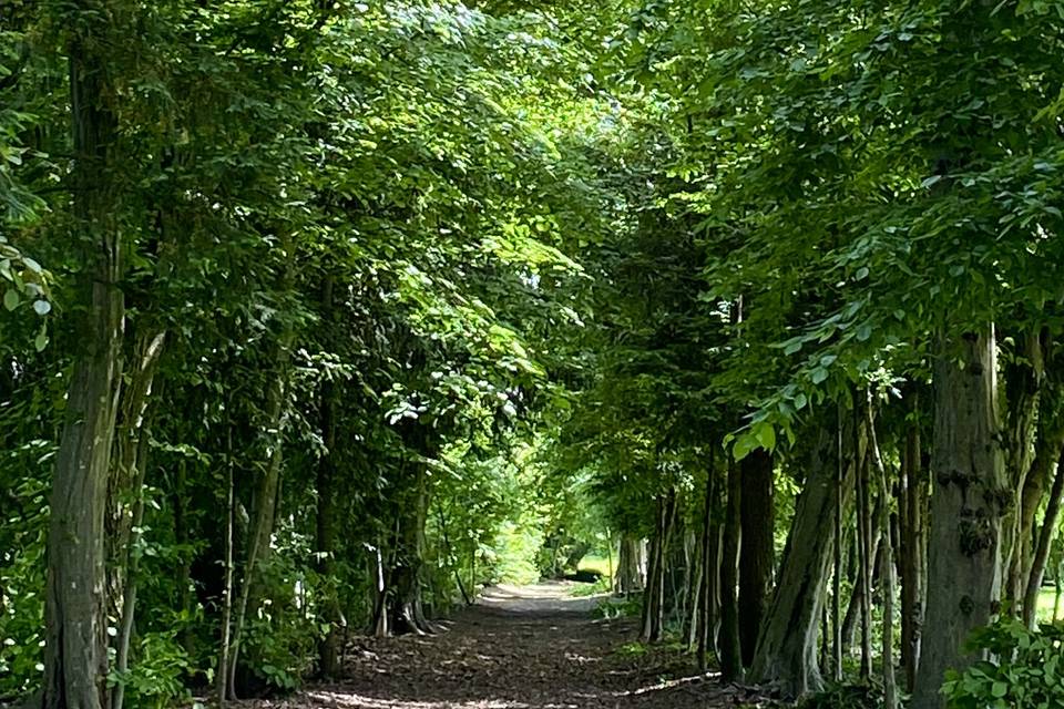 Viale di Carpini Estate