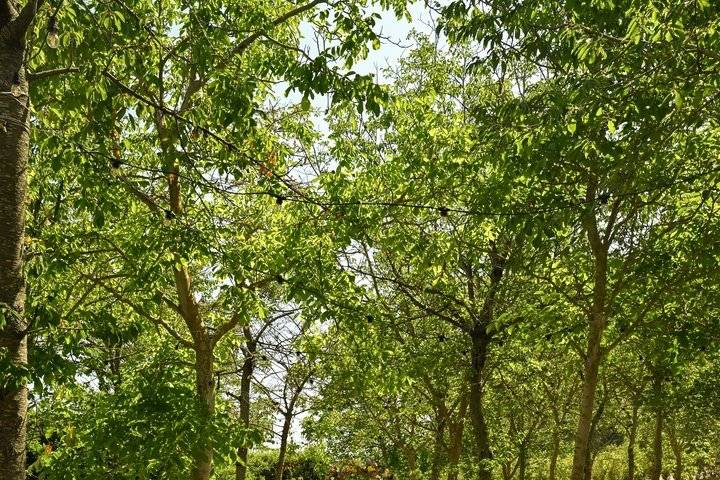 Nel bosco