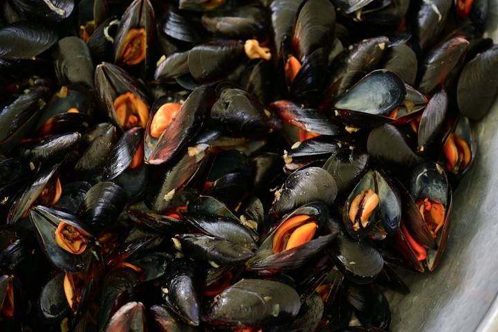 Il pesce