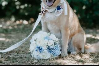 AffidatiAFede Dog Pet Sitter Wedding