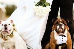 AffidatiAFede Dog Pet Sitter Wedding