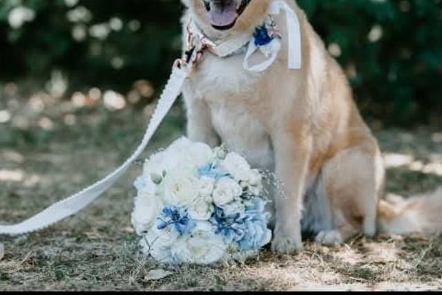 AffidatiAFede Dog Pet Sitter Wedding