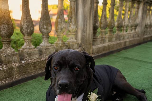 Zeus dice SI