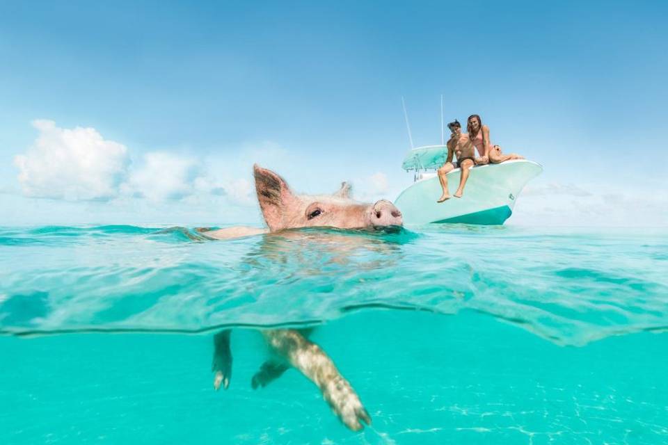 Pig Beach