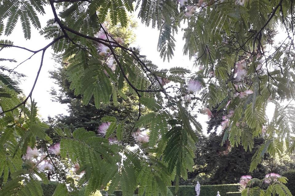 Albizia in blossom