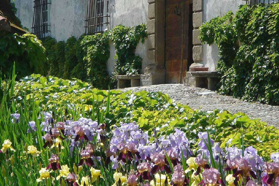 Iris in blossom