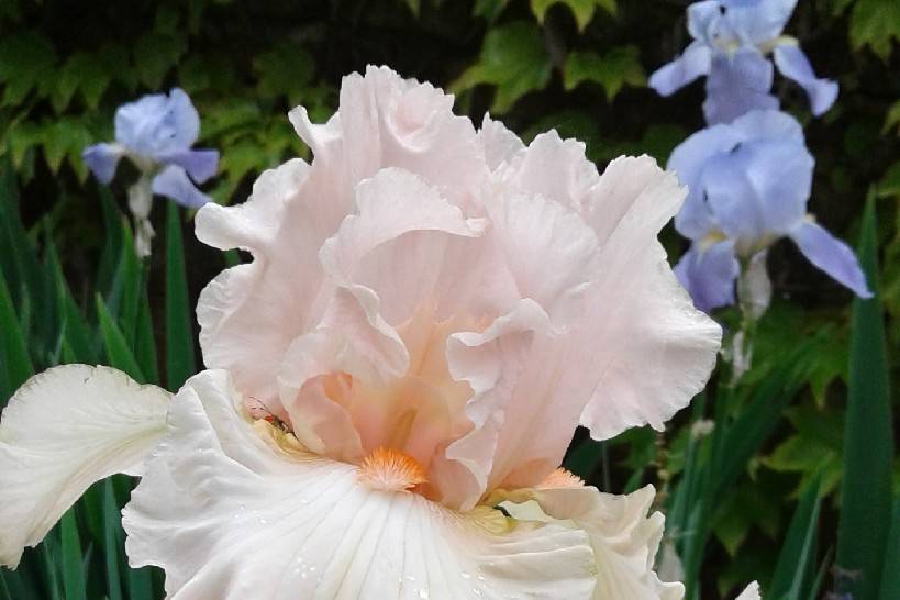 Fabulous iris