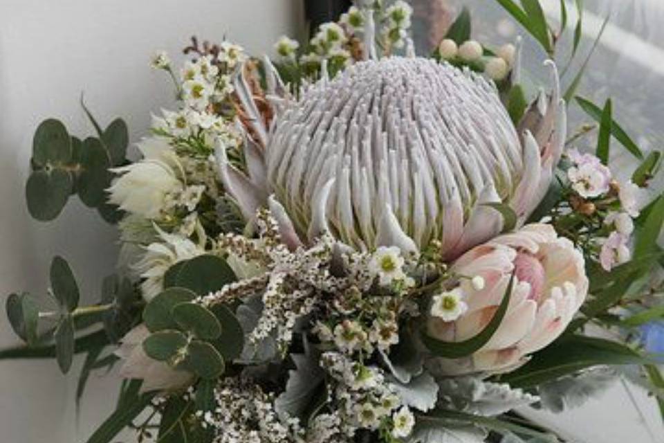 Arco-protea