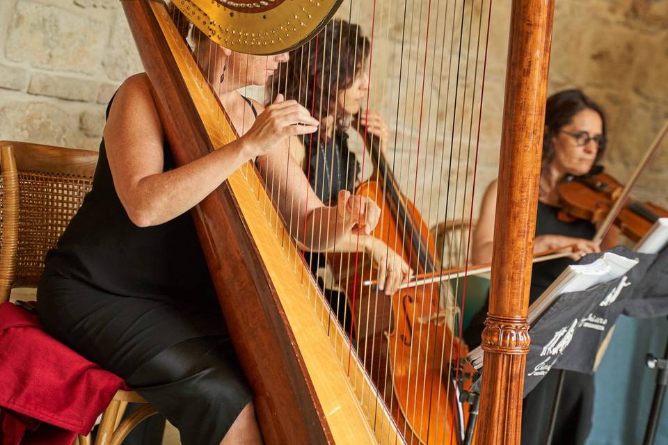 Musicisti